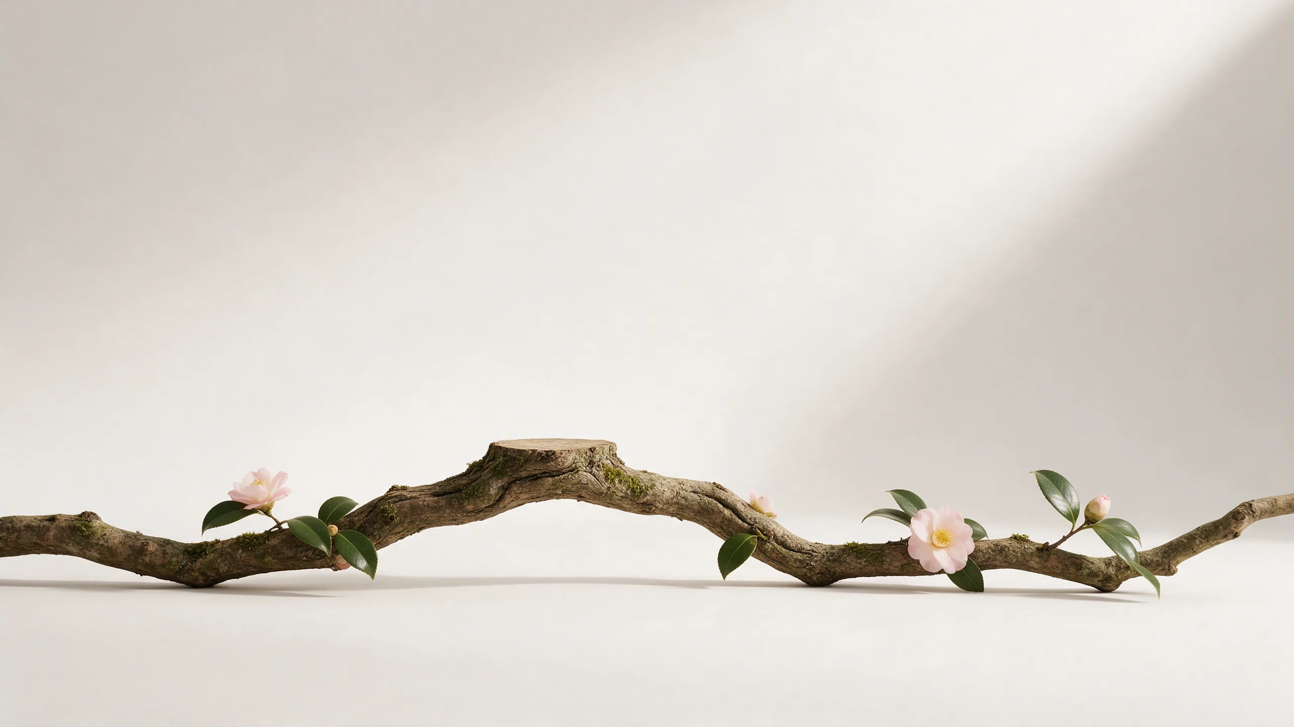 A mossy camellia branch lying in a warm, light studio